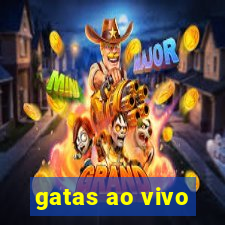 gatas ao vivo